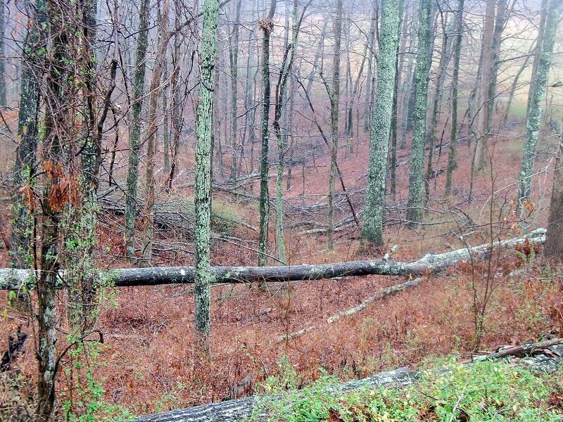 Fallen Tree in Forest — Brown