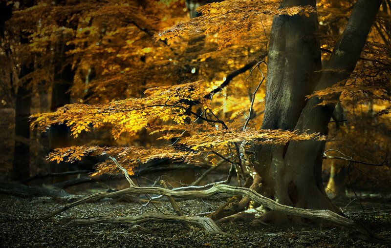 Fallen Tree in Forest — Gold