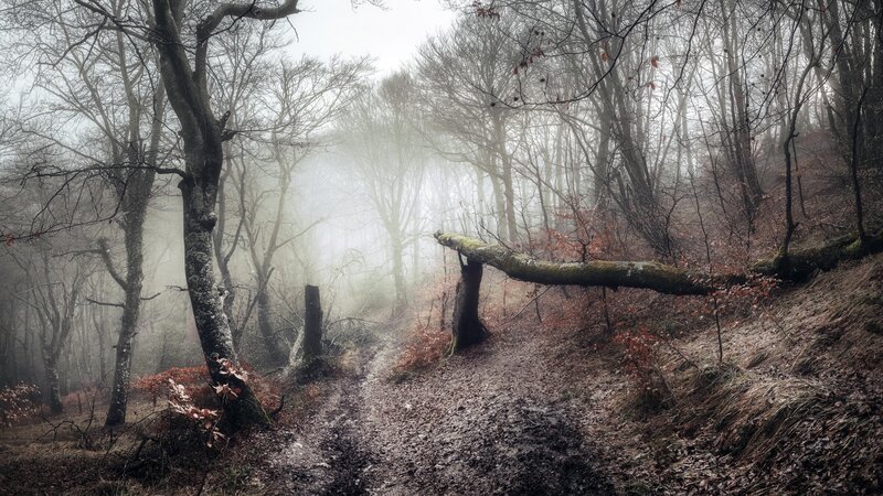 Fallen Tree in Forest — Gray, Misty