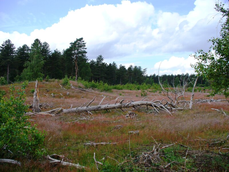 Fallen Tree in Forest — Green, Calm