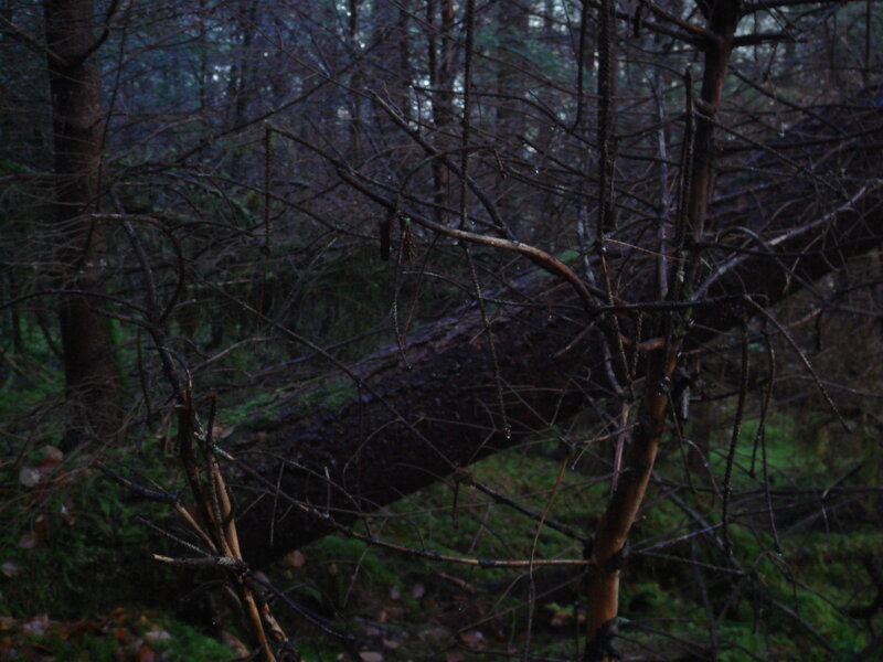 Fallen Tree in Forest — Green, Dark