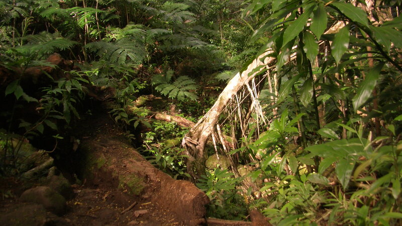 Fallen Tree in Forest — Green, Dense, Afternoon