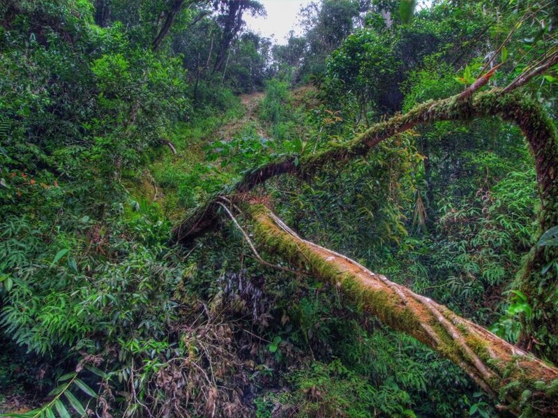 Fallen Tree in Forest — Green, Dense