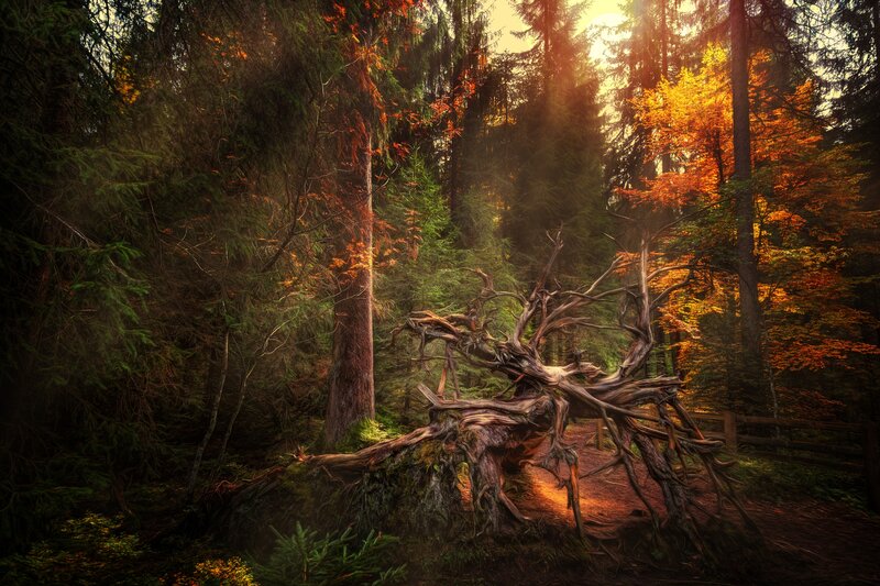 Fallen Tree in Forest — Green, Dramatic