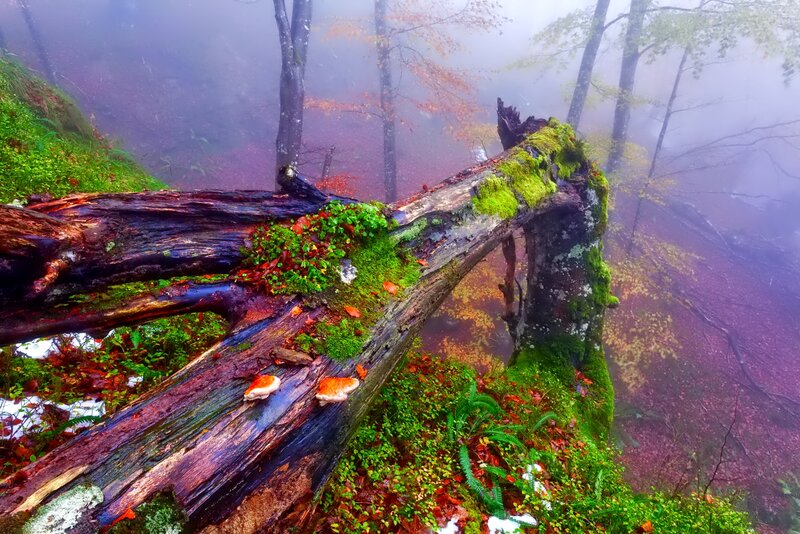 Fallen Tree in Forest — Green, Misty, Autumn