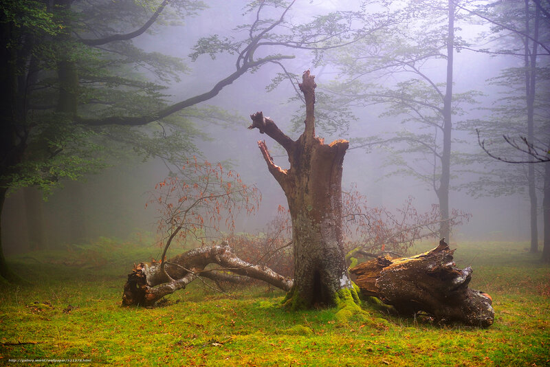 Fallen Tree in Forest — Green, Misty, Morning, Photograph, Fog