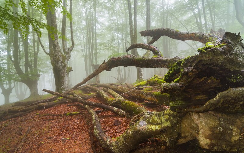 Fallen Tree in Forest — Green, Misty, Morning, Photograph, Moss