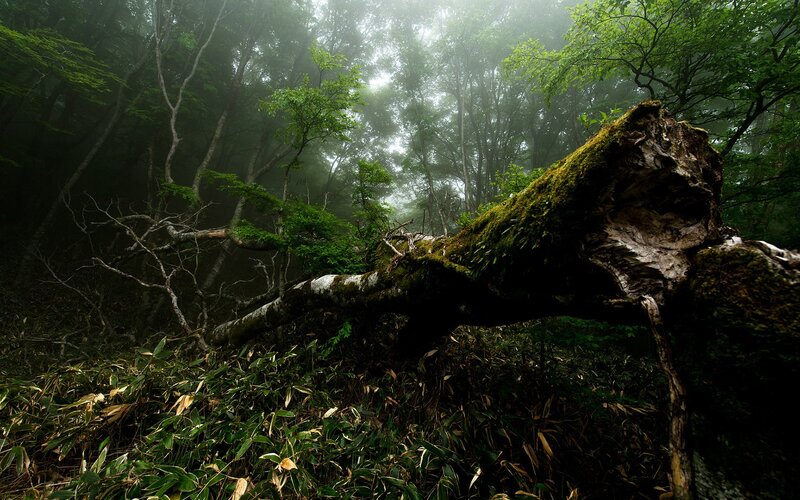 Fallen Tree in Forest — Green, Misty, Morning, Photograph