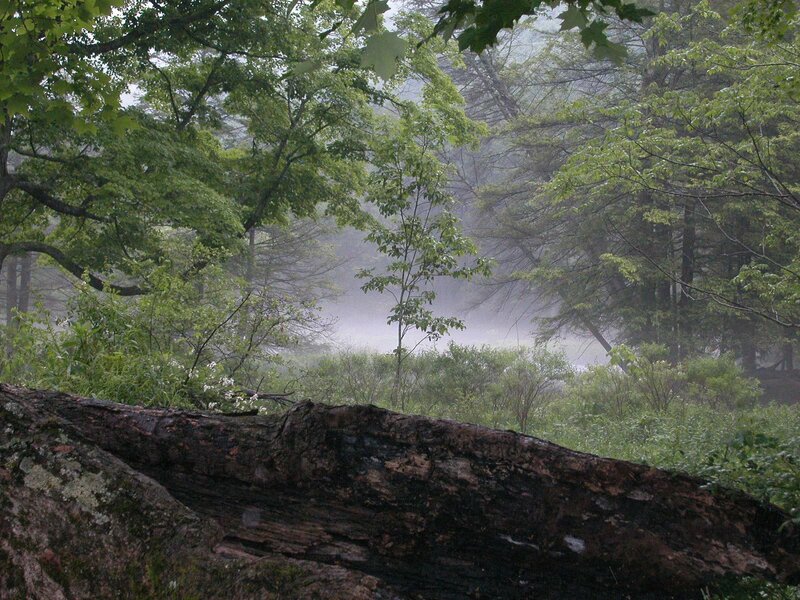 Fallen Tree in Forest — Green, Misty, Morning, Photograph, Trees, Fog, Vegetation