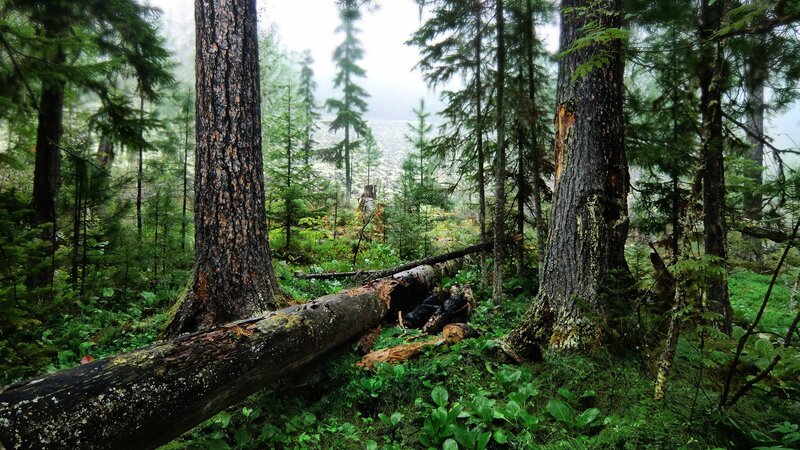Fallen Tree in Forest — Green, Misty, Morning, Photograph, Trees, Moss, Fog