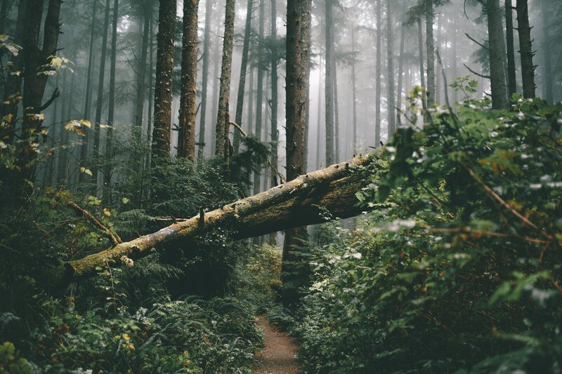 Fallen Tree in Forest — Green, Misty, Morning, Photograph, Trees