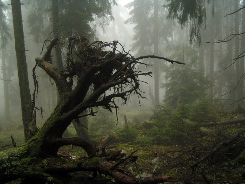 Fallen Tree in Forest — Green, Misty, Photograph, Trees, Fog