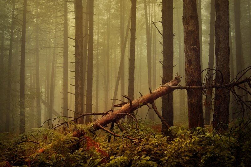Fallen Tree in Forest — Green, Misty