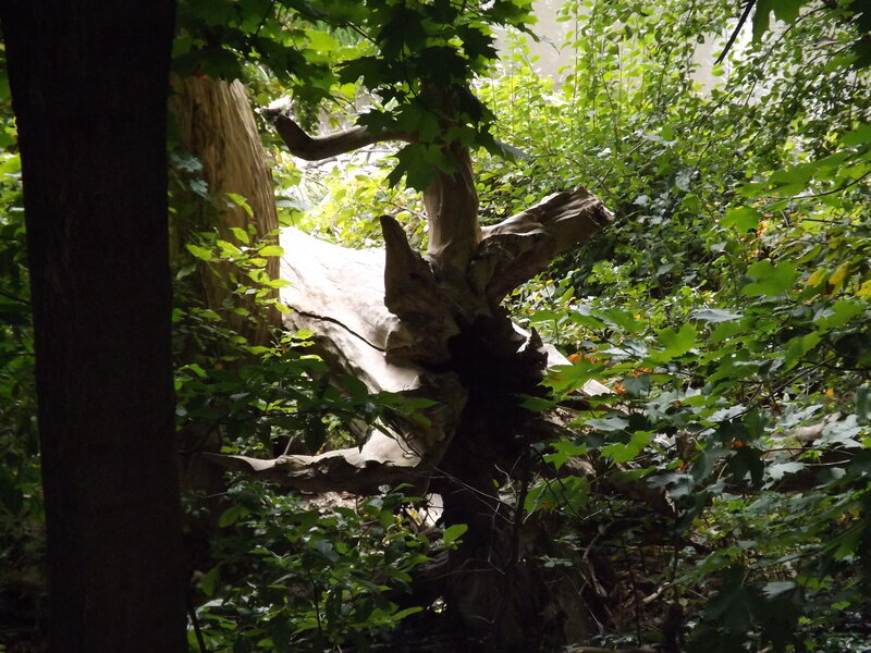 Fallen Tree in Forest — Green, Natural, Afternoon