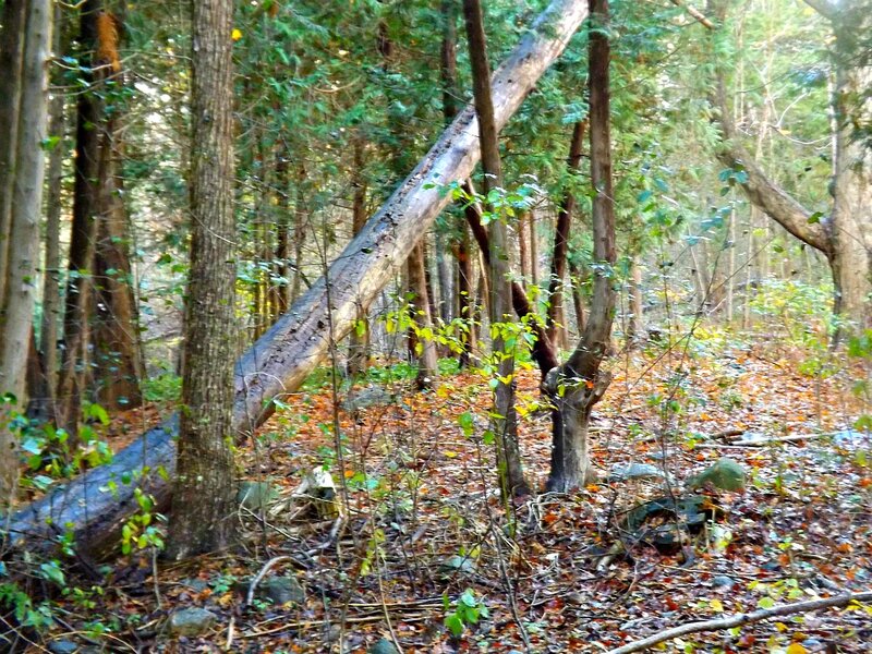 Fallen Tree in Forest — Green, Natural, Autumn