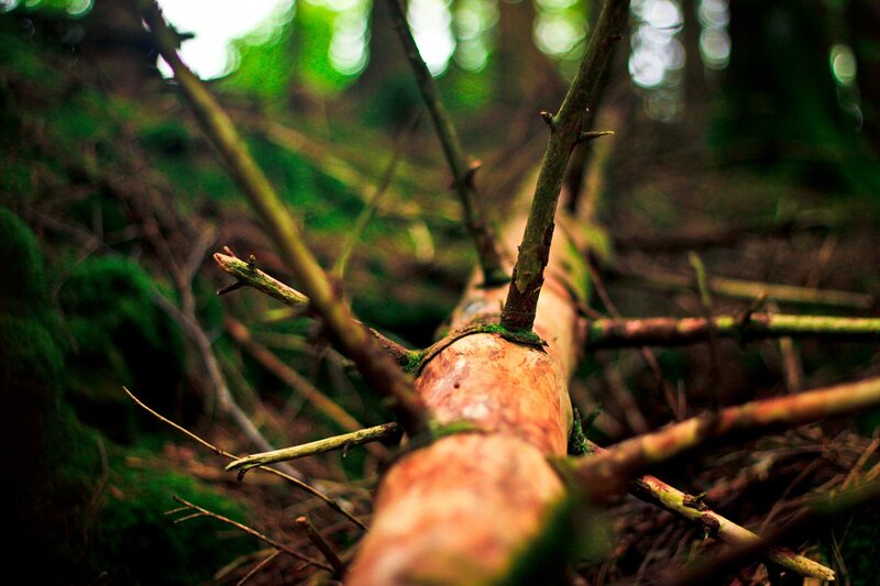 Fallen Tree in Forest — Green, Natural, Photograph