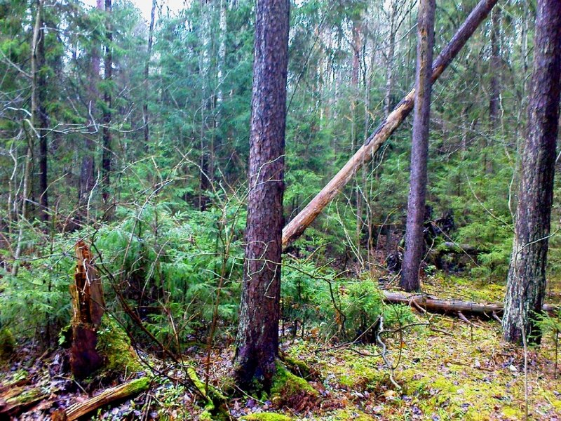 Fallen Tree in Forest — Green, Natural