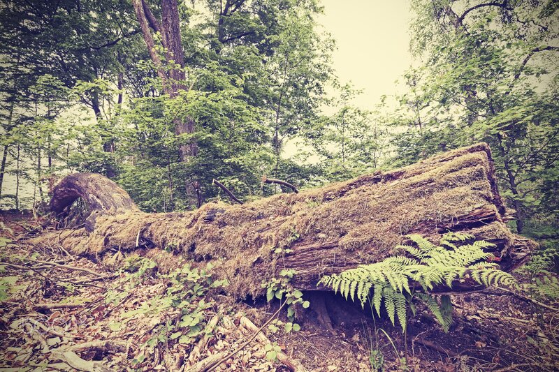 Fallen Tree in Forest — Green, Serene, Afternoon, Photograph, Moss
