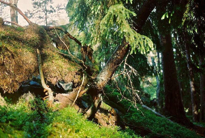 Fallen Tree in Forest — Green, Serene, Afternoon, Photograph, Moss, Trees