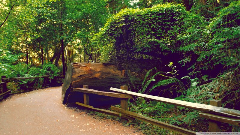 Fallen Tree in Forest — Green, Serene, Afternoon, Photograph, Path