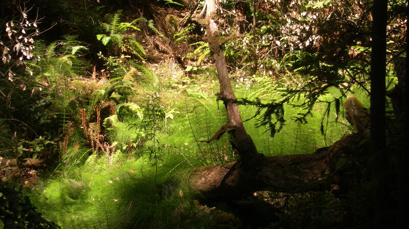 Fallen Tree in Forest — Green, Serene, Afternoon, Photograph