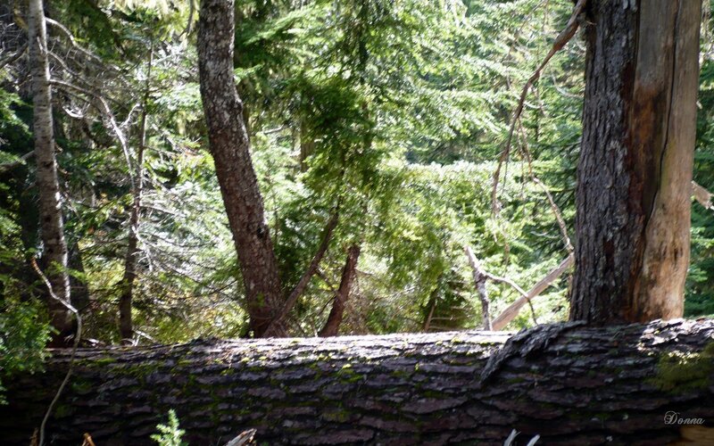 Fallen Tree in Forest — Green, Serene, Afternoon, Photograph, Trees, Moss