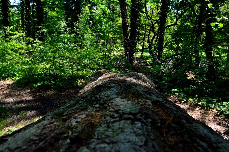 Fallen Tree in Forest — Green, Serene, Afternoon, Photograph, Trees