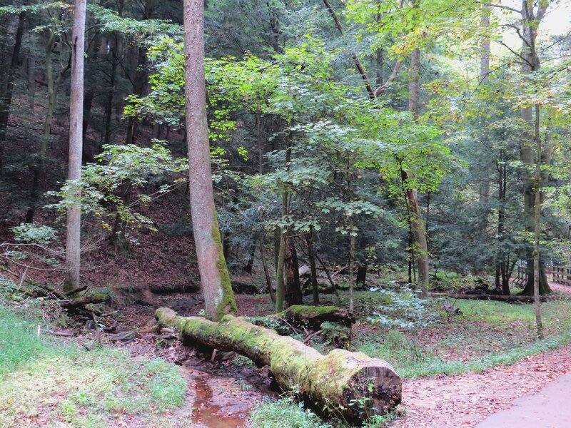 Fallen Tree in Forest — Green, Serene, Autumn, Photograph