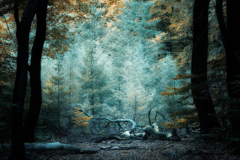 Fallen Tree in Forest — Green, Serene, Autumn, Photograph, Trees, Leaves, Forest Floor
