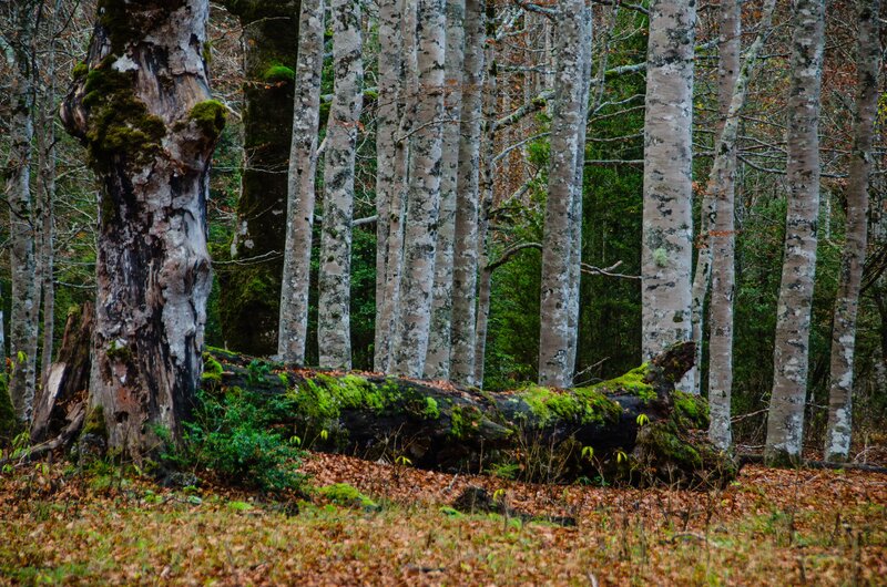 Fallen Tree in Forest — Green, Serene, Autumn, Photograph, Trees, Moss