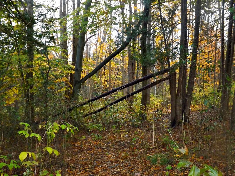 Fallen Tree in Forest — Green, Serene, Autumn, Photograph, Trees
