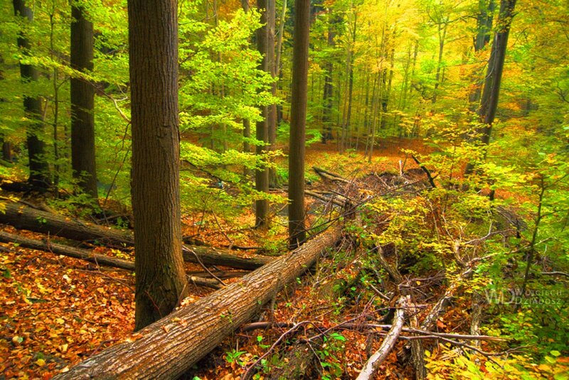 Fallen Tree in Forest — Green, Serene, Autumn