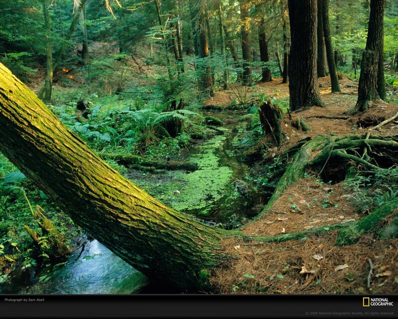 Fallen Tree in Forest — Green, Serene, Morning, Photograph, Stream