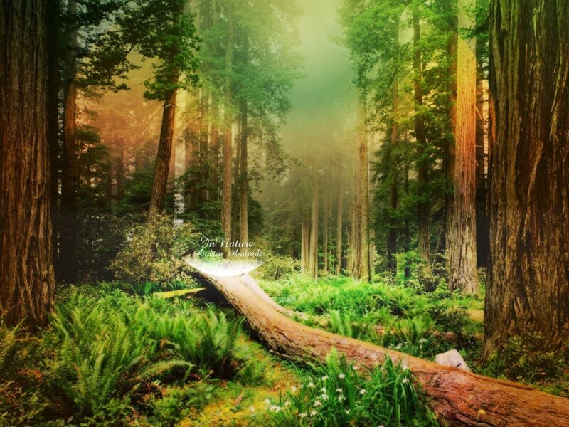 Fallen Tree in Forest — Green, Serene, Morning, Photograph