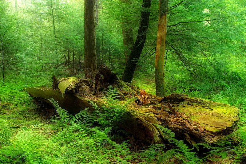 Fallen Tree in Forest — Green, Serene, Morning, Photograph, Trees, Ferns