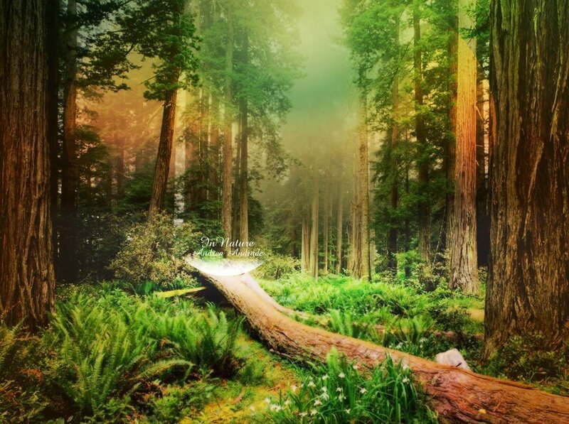 Fallen Tree in Forest — Green, Serene, Morning, Photograph, Trees, Fog