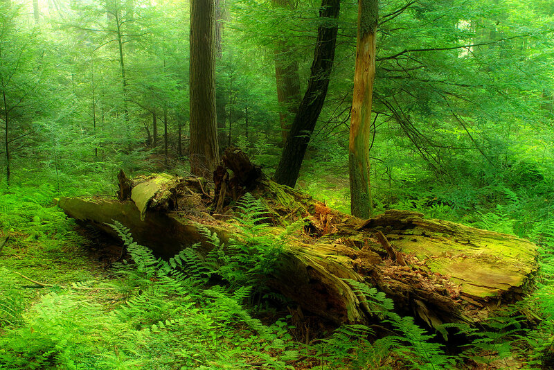 Fallen Tree in Forest — Green, Serene, Morning, Photograph, Trees