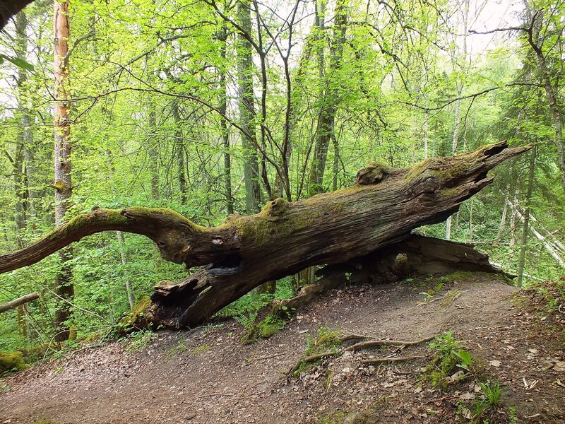 Fallen Tree in Forest — Green, Serene, Spring