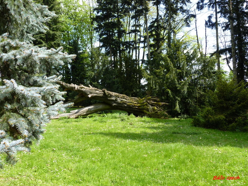 Fallen Tree in Forest — Green, Serene