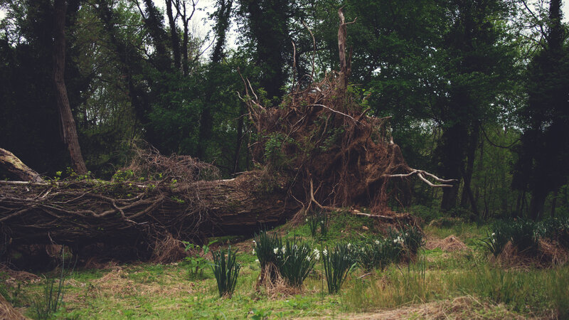 Fallen Tree in Forest — Green, Somber