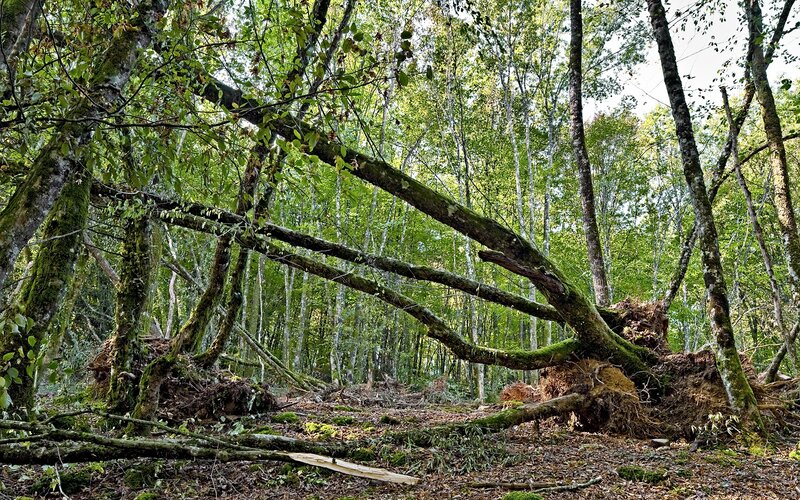 Fallen Tree in Forest — Green