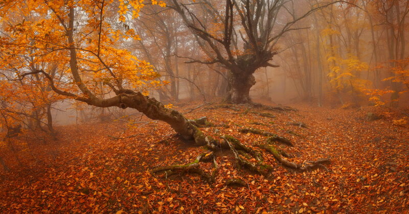 Fallen Tree in Forest — Orange, Misty