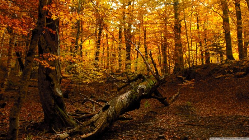 Fallen Tree in Forest — Orange, Serene, Autumn, Photograph