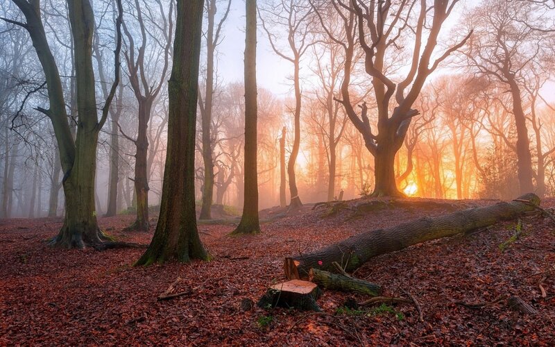 Fallen Tree in Forest — Orange, Serene, Sunrise