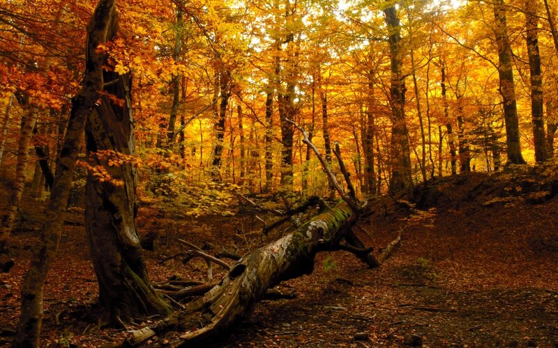 Fallen Tree in Forest — Orange, Serene