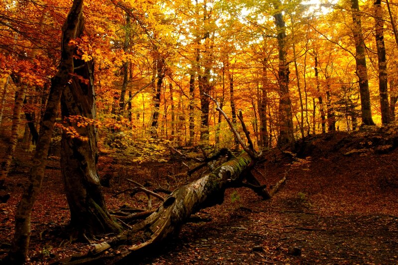 Fallen Tree in Forest — Orange