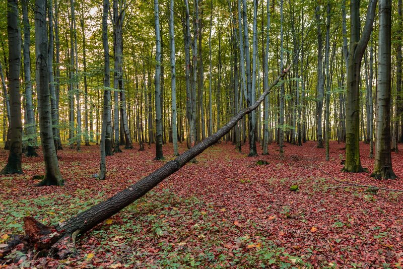 Fallen Tree in Forest — Red, Serene, Autumn, Photograph