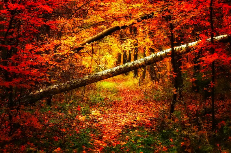 Fallen Tree in Forest — Red, Serene