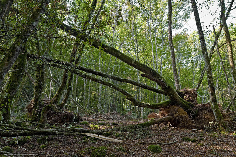Fallen tree in forest