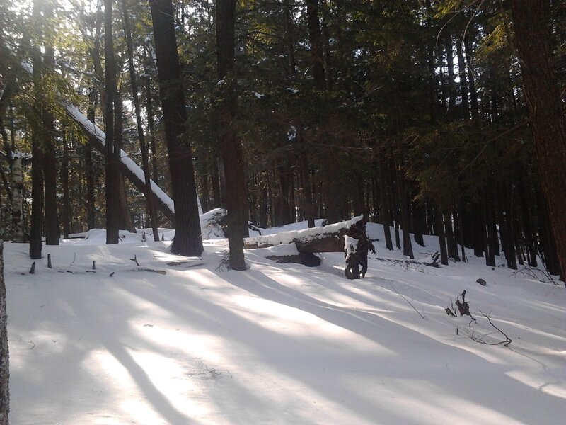 Fallen Tree in Forest — White, Serene